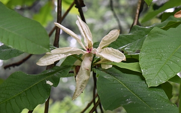 Magnolia parasolowata kwiat2