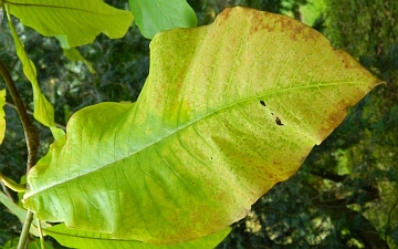 Magnolia parasolowata liść jesienią