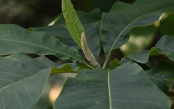 Magnolia parasolowata liście