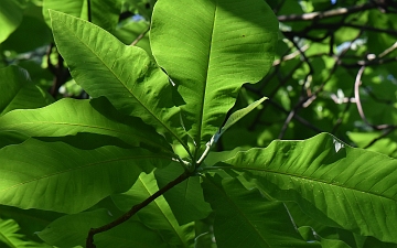 Magnolia parasolowata liście