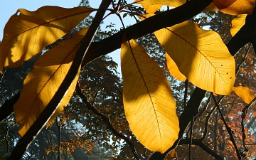 Magnolia parasolowata liście jesienią