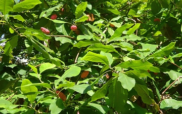 Magnolia parasolowata owocowanie