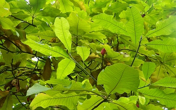 Magnolia parasolowata pierwsze przebarwienia