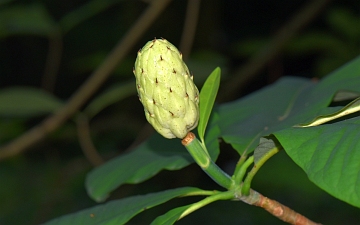 Magnolia parasolowata zielony owoc