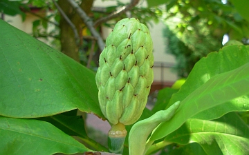 Magnolia parasolowata zielony owoc
