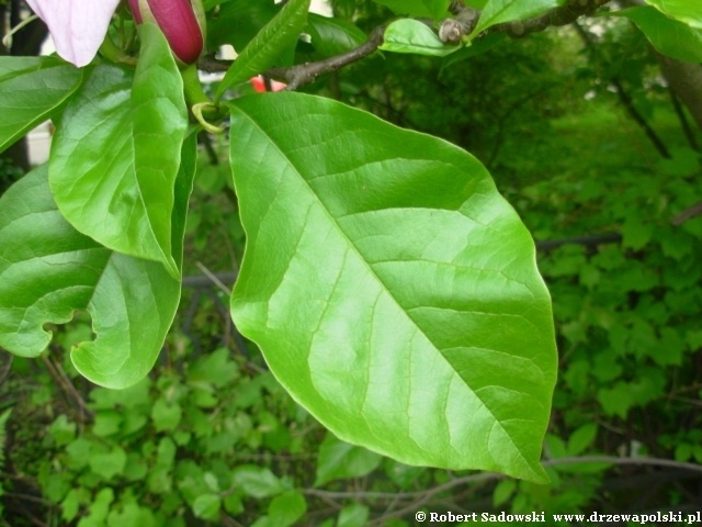 Magnolia purpurowa li