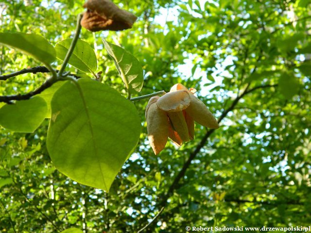 Magnolia Siebolda kwiat