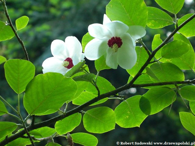 Magnolia Siebolda kwiat