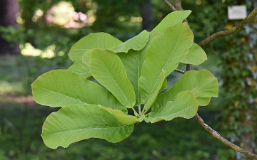Magnolia szerokolistna gałązka