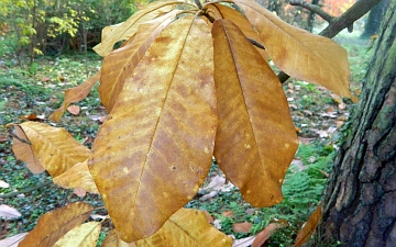 Magnolia szerokolistna gałązka jesienią