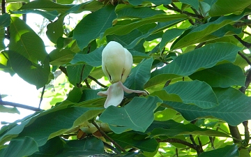 Magnolia szerokolistna kwiat