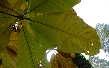 Magnolia szerokolistna liść jesienią