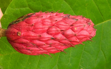 Magnolia szerokolistna owoc