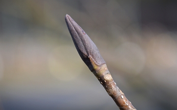 Magnolia szerokolistna pąk