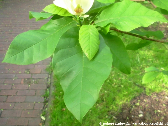 Magnolia Yellow Bird liść