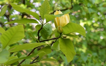 Magnolia Yellow Bird gałązka wiosną