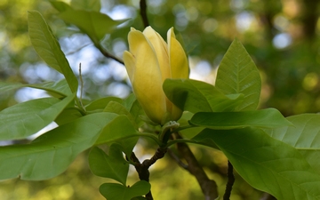 Magnolia Yellow Bird kwiat