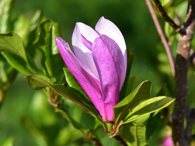Magnolia Ann kwiat