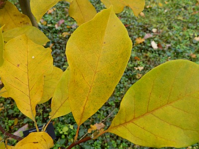 Magnolia Galaxy liście jesienią