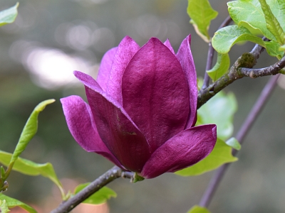 Magnolia Genie kwiat