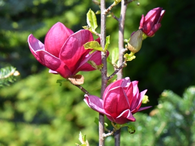 Magnolia Genie kwiaty