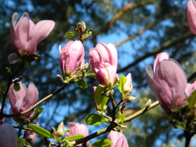 Magnolia George Henry Kern kwiat