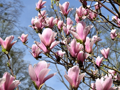 Magnolia Heaven Scent kwiat