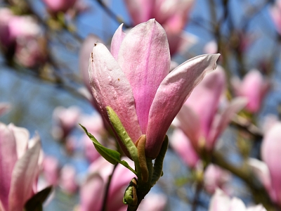 Magnolia Heaven Scent kwiat