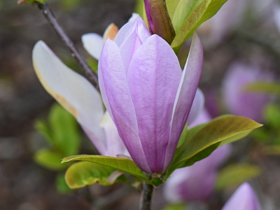 Magnolia Jane kwiat