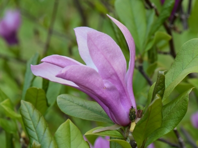 Magnolia Judy kwiat