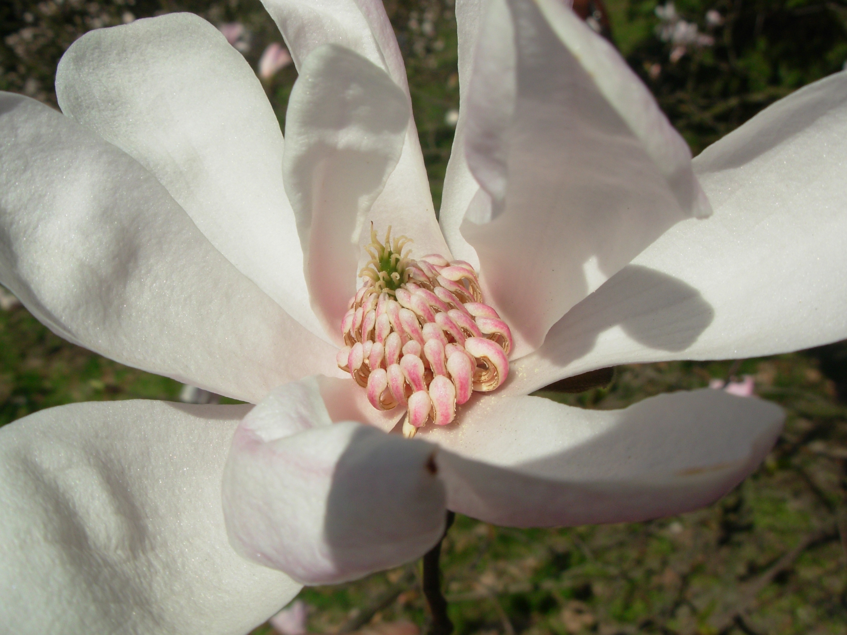 Magnolia Pink Glory kwiat