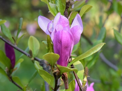 Magnolia Randy kwiat
