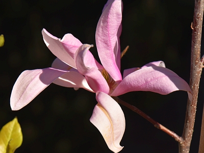 Magnolia Ricki kwiat