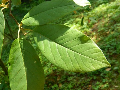 Magnolia Wilsona liść