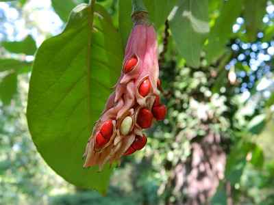Magnolia Wilsona owoc