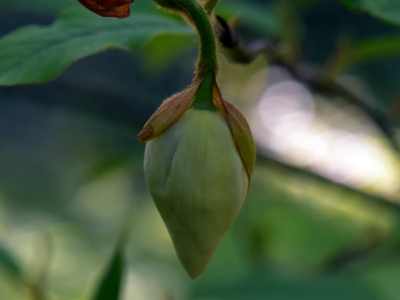 Magnolia Wilsona pąk