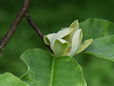 Magnolia drzewiasta kwiat
