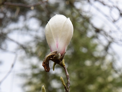 Magnolia naga pąk kwiatowy