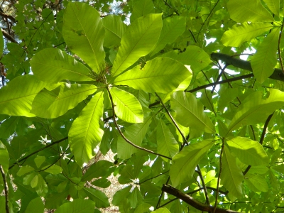 Magnolia szerokolistna gałązka
