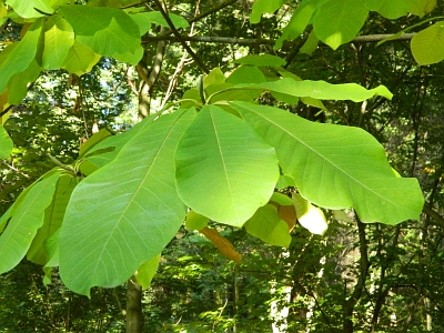 Magnolia szerokolistna liście