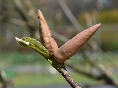 Magnolia szerokolistna pąk