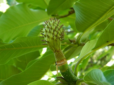 Magnolia szerokolistna owoc