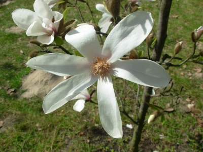 Magnolia wierzbolistna kwiat