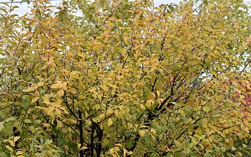 Migdałek trójklapowy gałązka jesienią