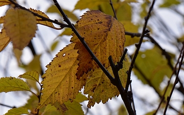 Migdałek trójklapowy liść jesienią