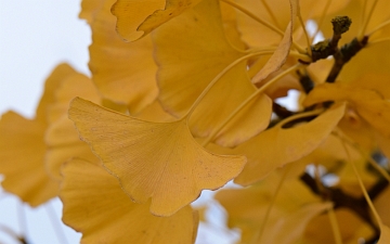 Miłorząb dwuklapowy liść jesienią