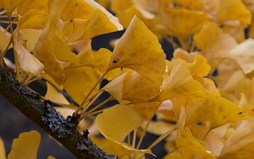 Miłorząb dwuklapowy liście jesienią