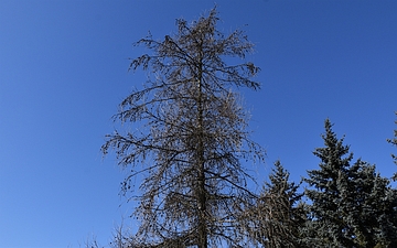Modrzew europejski pokrój drzewa na przedwiośniu