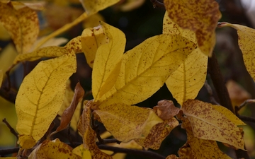 Nieszpułka zwyczajna liście jesienią