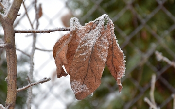 Nieszpułka zwyczajna liście zimą